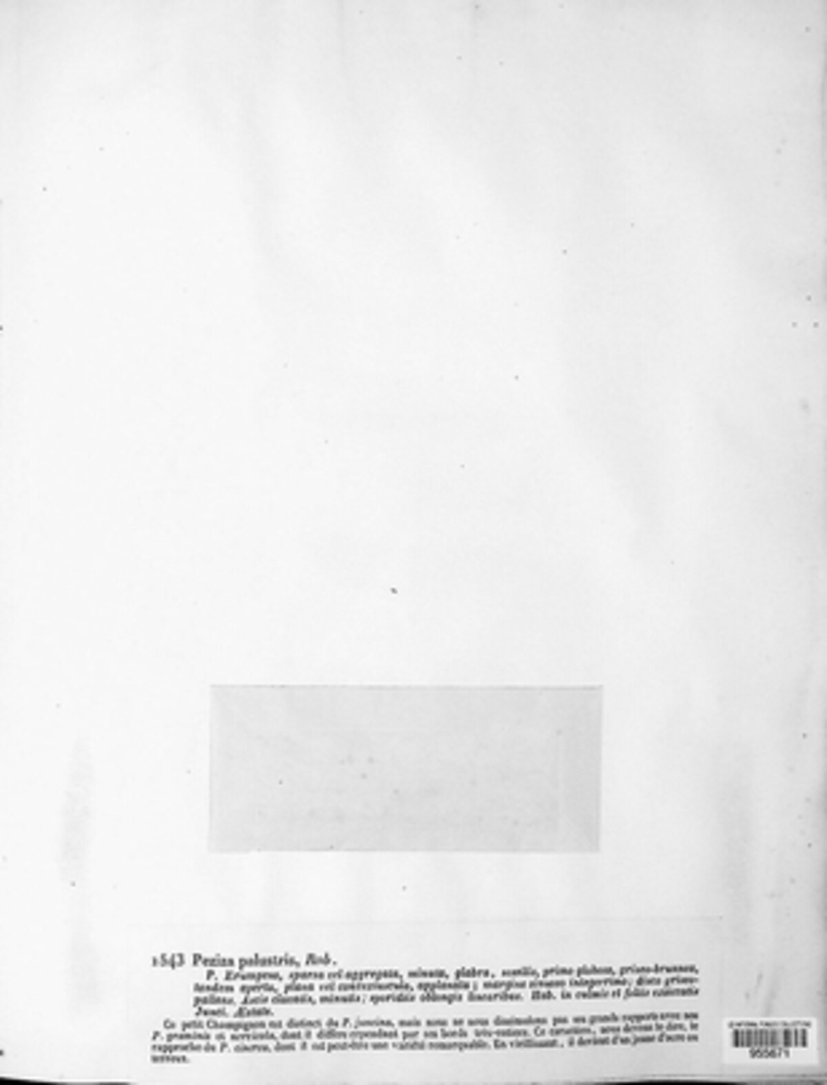 Peziza palustris image